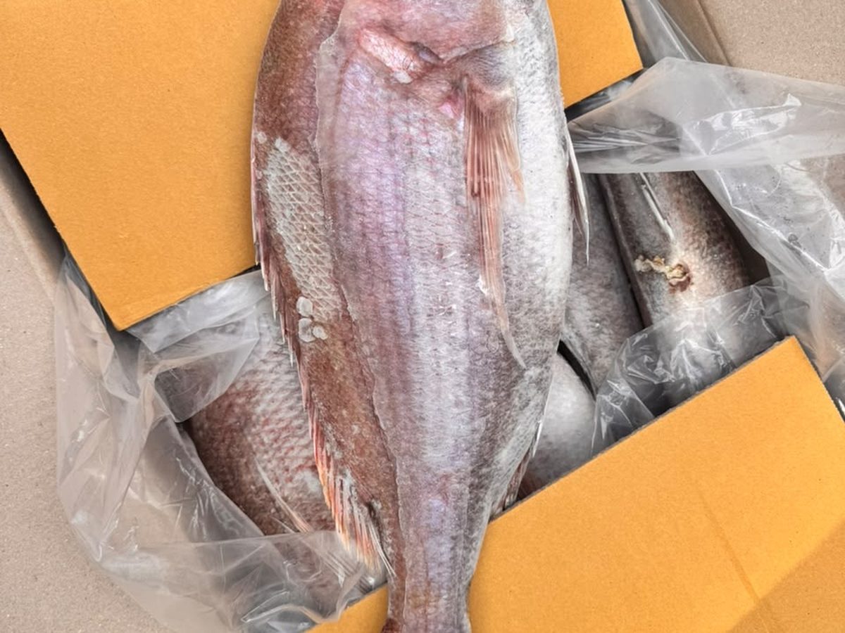 Dorade royale entière conditionnée en carton